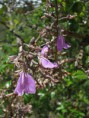 Pau-Terra Roxo (Qualea parviflora)
